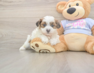 8 week old Teddy Bear Puppy For Sale - Pilesgrove Pups