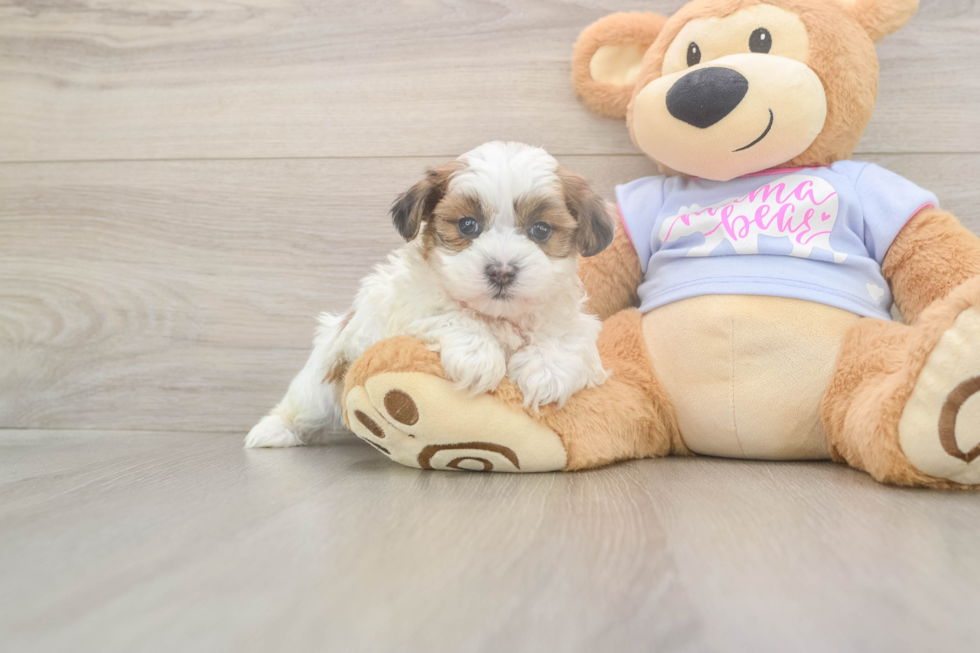 Meet Marty - our Teddy Bear Puppy Photo  1/3 - Pilesgrove Pups Friendly Teddy Bear Baby