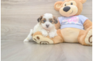 Meet Marty - our Teddy Bear Puppy Photo  1/3 - Pilesgrove Pups Friendly Teddy Bear Baby