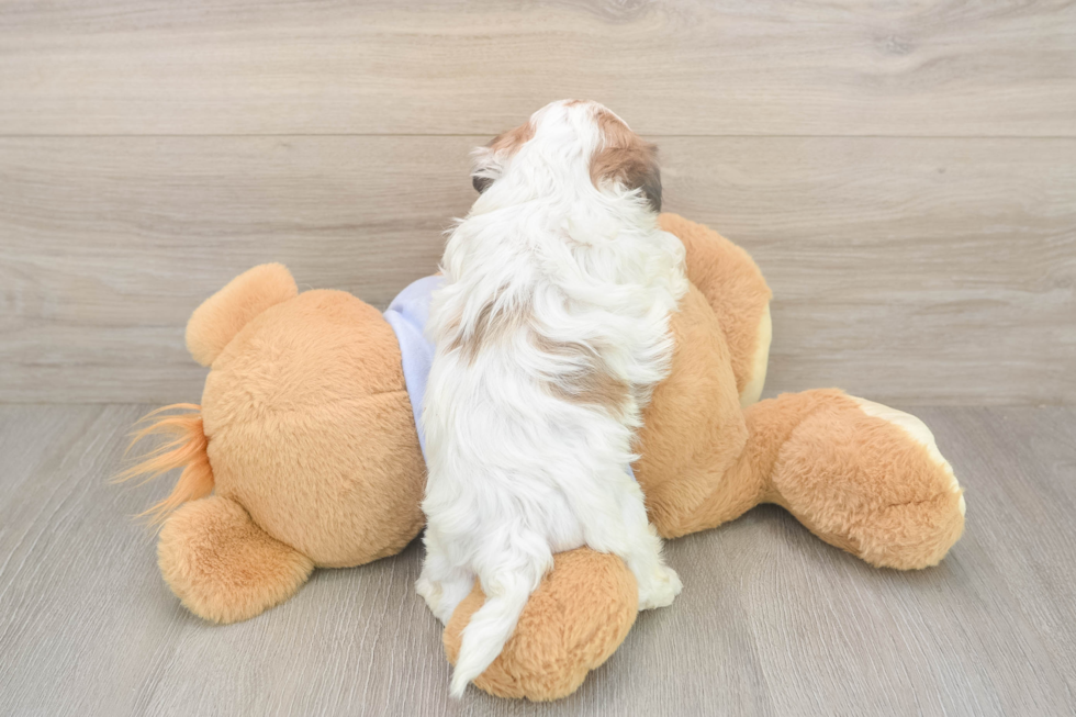 Meet Marty - our Teddy Bear Puppy Photo  3/3 - Pilesgrove Pups Best Teddy Bear Baby