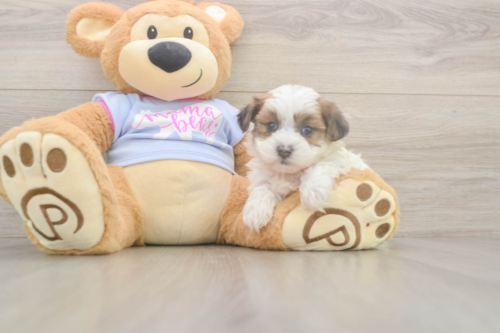 Meet Marty - our Teddy Bear Puppy Photo  2/3 - Pilesgrove Pups Teddy Bear Puppy for Adoption