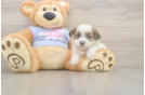 Meet Marty - our Teddy Bear Puppy Photo  2/3 - Pilesgrove Pups Teddy Bear Puppy for Adoption
