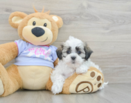 8 week old Teddy Bear Puppy For Sale - Pilesgrove Pups