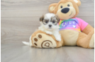 Teddy Bear Pup Being Cute