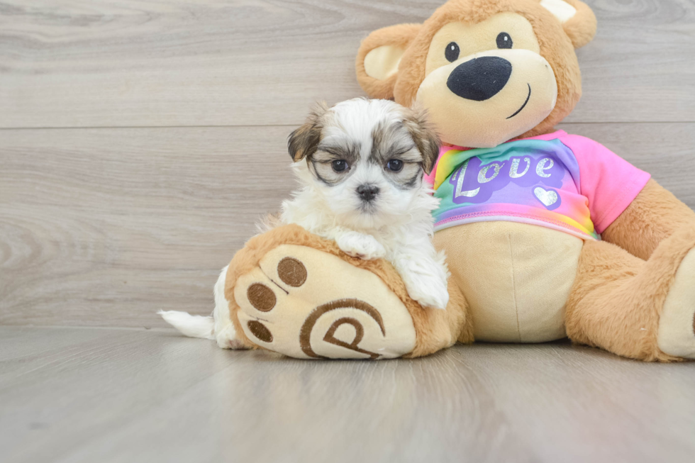 Teddy Bear Pup Being Cute
