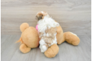 Funny Teddy Bear Designer Pup