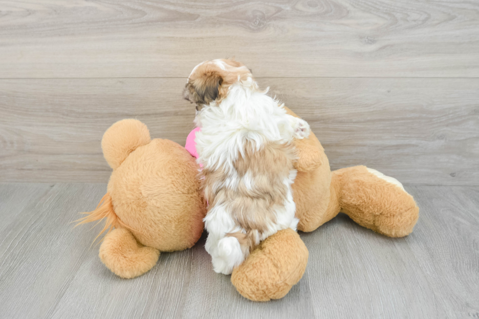 Funny Teddy Bear Designer Pup