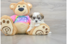 Teddy Bear Puppy for Adoption