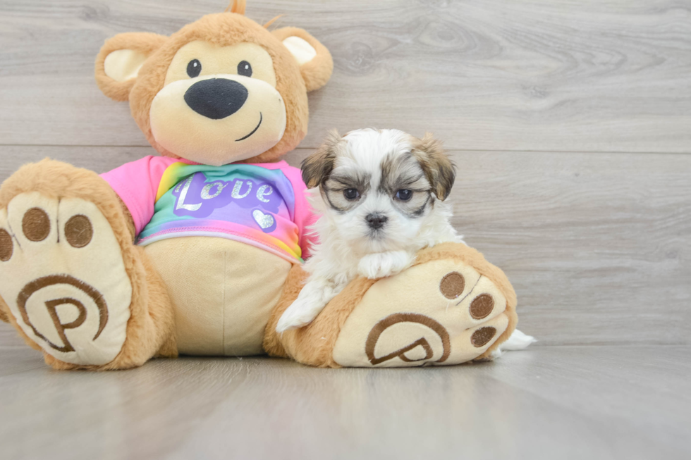 Teddy Bear Puppy for Adoption