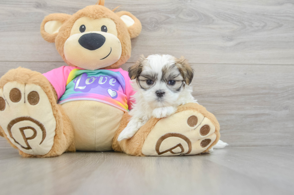 5 week old Teddy Bear Puppy For Sale - Pilesgrove Pups