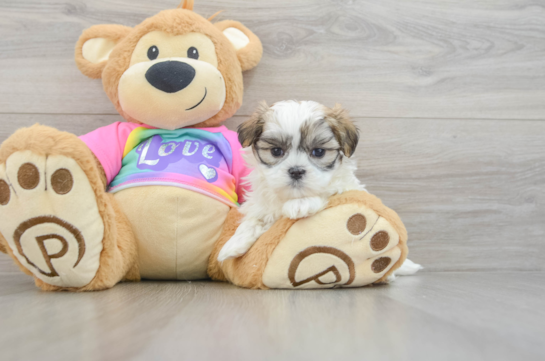 Teddy Bear Puppy for Adoption
