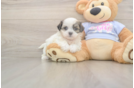 Meet Melissa - our Teddy Bear Puppy Photo  1/3 - Pilesgrove Pups Teddy Bear Puppy for Adoption