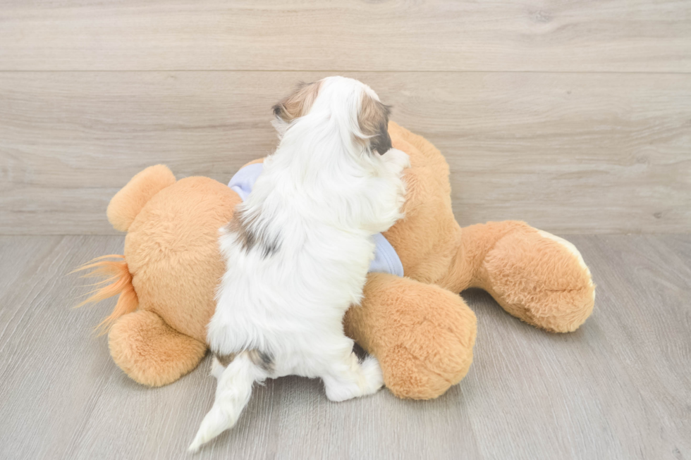 Meet Melissa - our Teddy Bear Puppy Photo  3/3 - Pilesgrove Pups Happy Teddy Bear Baby