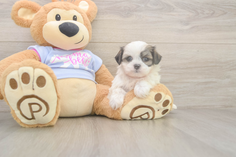 Meet Melissa - our Teddy Bear Puppy Photo  2/3 - Pilesgrove Pups Playful Shitzu Designer Puppy