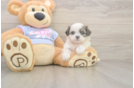 Meet Melissa - our Teddy Bear Puppy Photo  2/3 - Pilesgrove Pups Playful Shitzu Designer Puppy