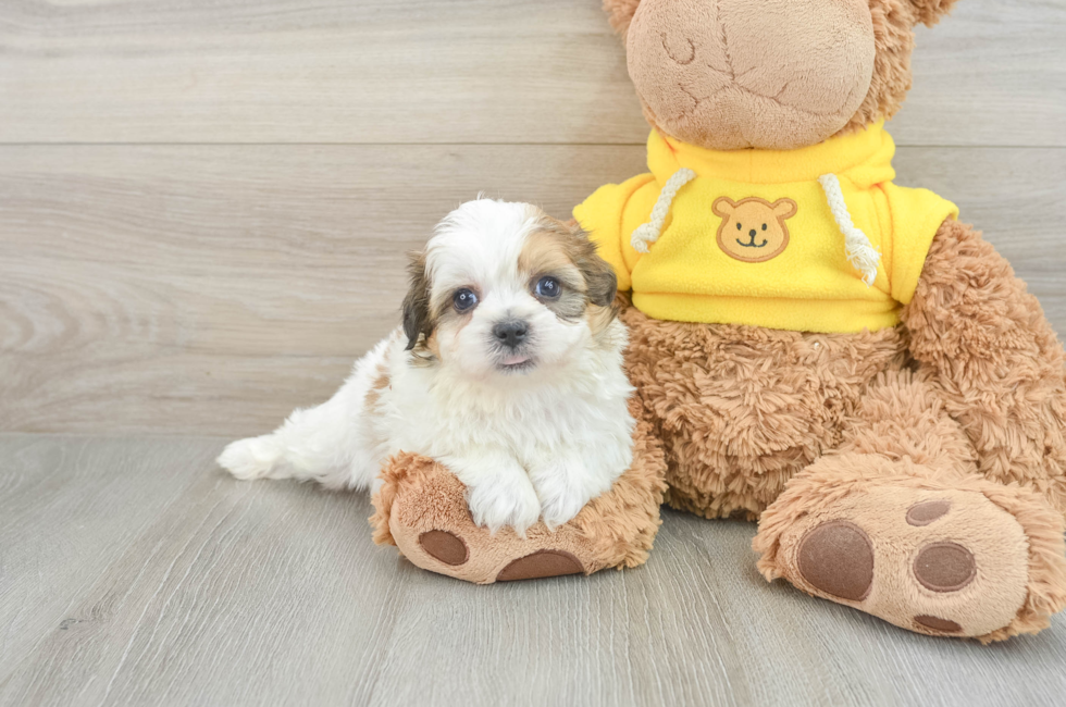 5 week old Teddy Bear Puppy For Sale - Pilesgrove Pups