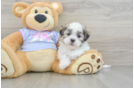 Cute Teddy Bear Baby