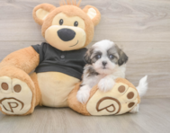 7 week old Teddy Bear Puppy For Sale - Pilesgrove Pups