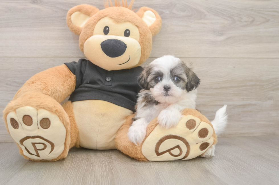 5 week old Teddy Bear Puppy For Sale - Pilesgrove Pups