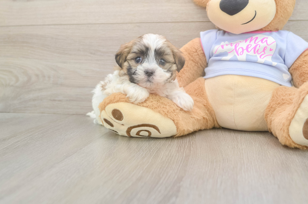 5 week old Teddy Bear Puppy For Sale - Pilesgrove Pups