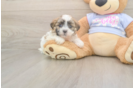 Meet Milo - our Teddy Bear Puppy Photo  1/3 - Pilesgrove Pups Best Teddy Bear Baby