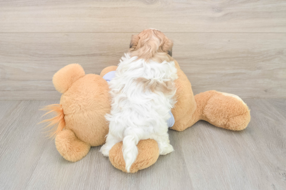 Meet Milo - our Teddy Bear Puppy Photo  3/3 - Pilesgrove Pups Hypoallergenic Shitzu Designer Puppy