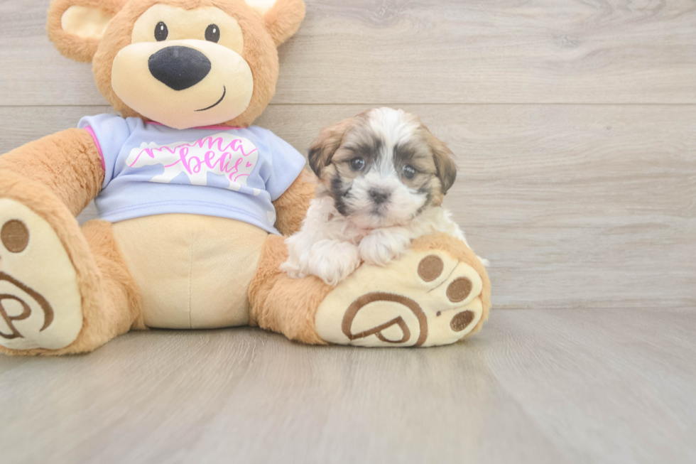 Meet Milo - our Teddy Bear Puppy Photo  2/3 - Pilesgrove Pups Cute Teddy Bear Baby