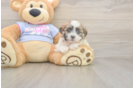 Meet Milo - our Teddy Bear Puppy Photo  2/3 - Pilesgrove Pups Cute Teddy Bear Baby