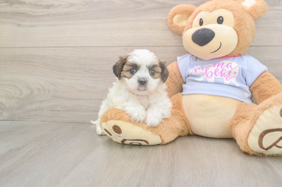 Meet Missy - our Teddy Bear Puppy Photo  2/3 - Pilesgrove Pups Friendly Teddy Bear Baby