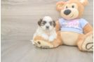 Meet Missy - our Teddy Bear Puppy Photo  2/3 - Pilesgrove Pups Friendly Teddy Bear Baby