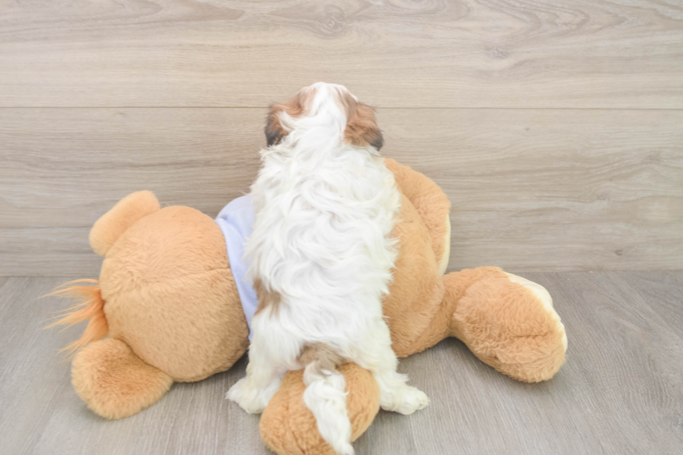 Meet Missy - our Teddy Bear Puppy Photo  3/3 - Pilesgrove Pups Teddy Bear Puppy for Adoption