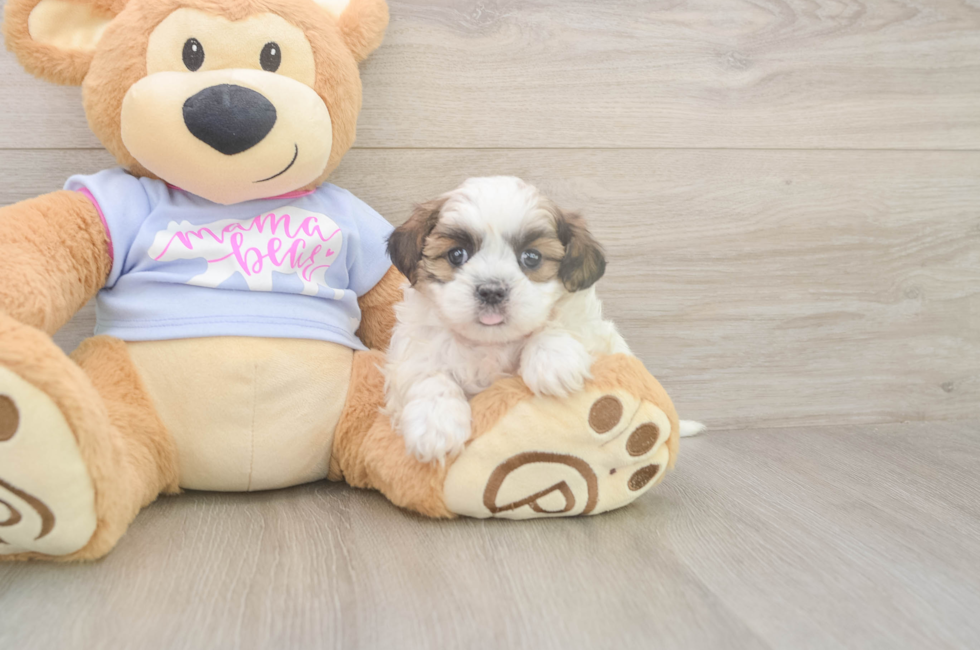 5 week old Teddy Bear Puppy For Sale - Pilesgrove Pups