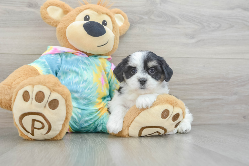 Teddy Bear Puppy for Adoption