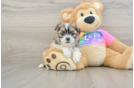 Teddy Bear Puppy for Adoption