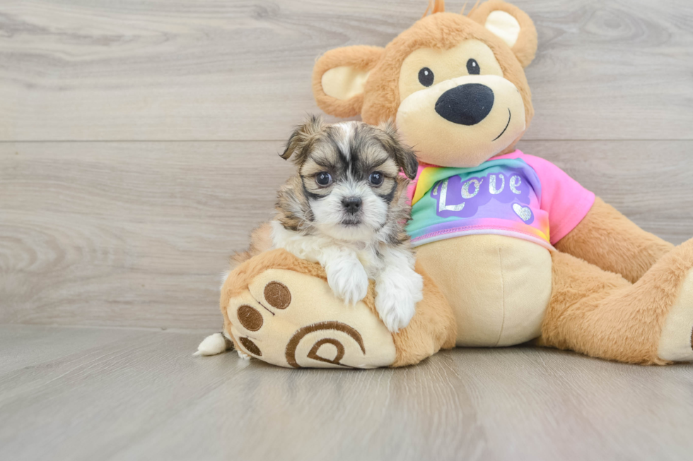 Teddy Bear Puppy for Adoption