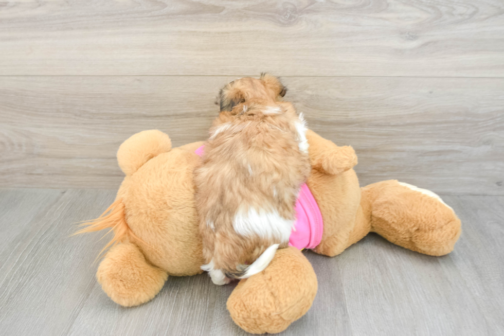 Teddy Bear Pup Being Cute