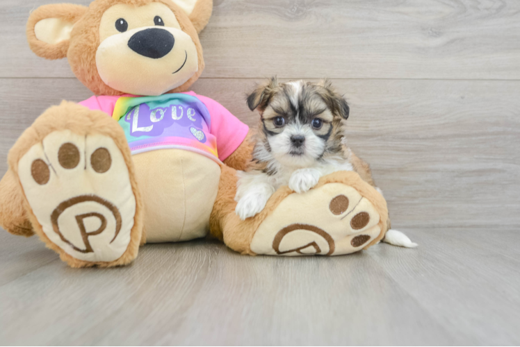 Teddy Bear Puppy for Adoption