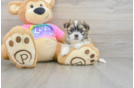 Teddy Bear Puppy for Adoption