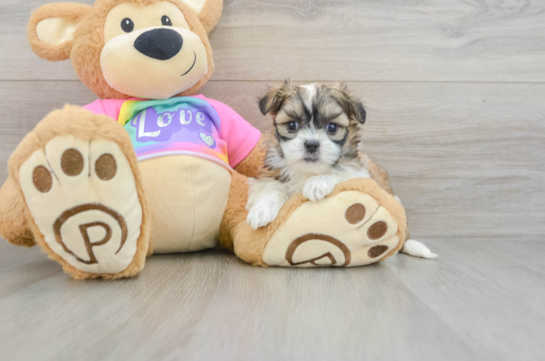 Teddy Bear Puppy for Adoption