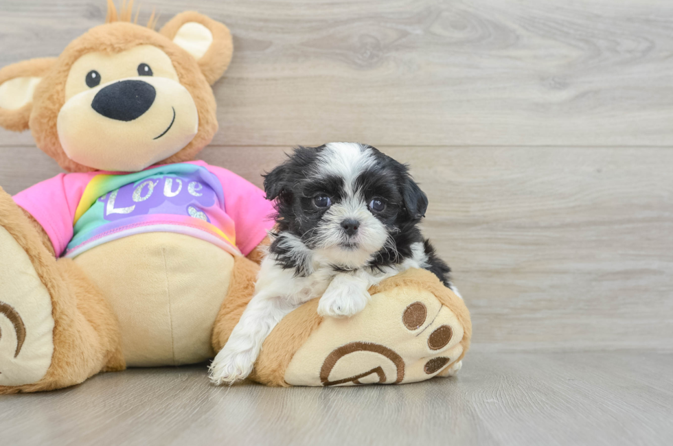 6 week old Teddy Bear Puppy For Sale - Pilesgrove Pups