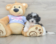 5 week old Teddy Bear Puppy For Sale - Pilesgrove Pups