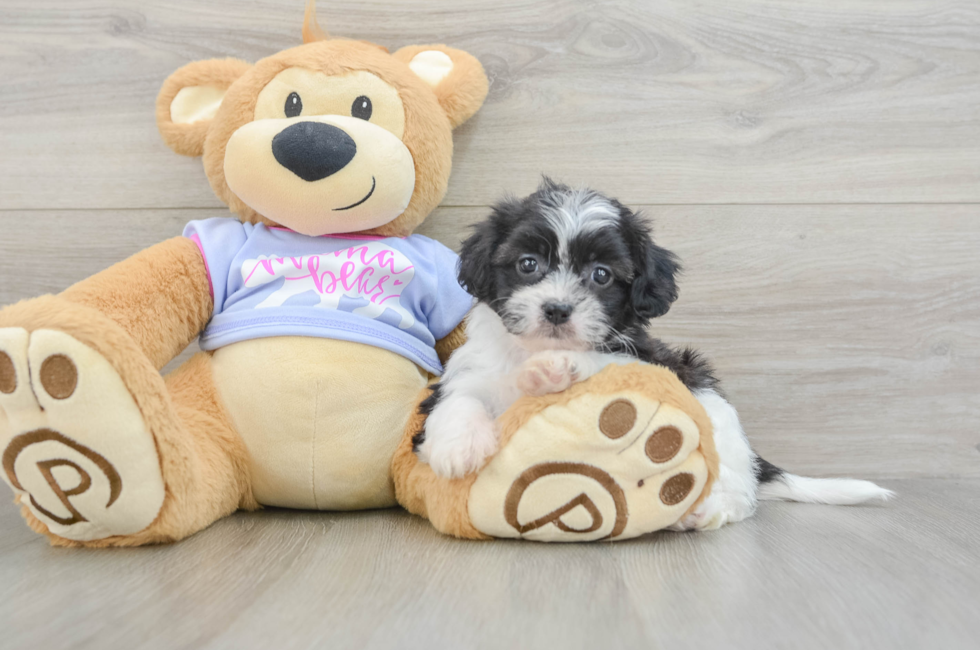 5 week old Teddy Bear Puppy For Sale - Pilesgrove Pups