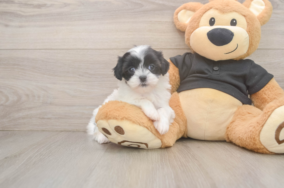 5 week old Teddy Bear Puppy For Sale - Pilesgrove Pups