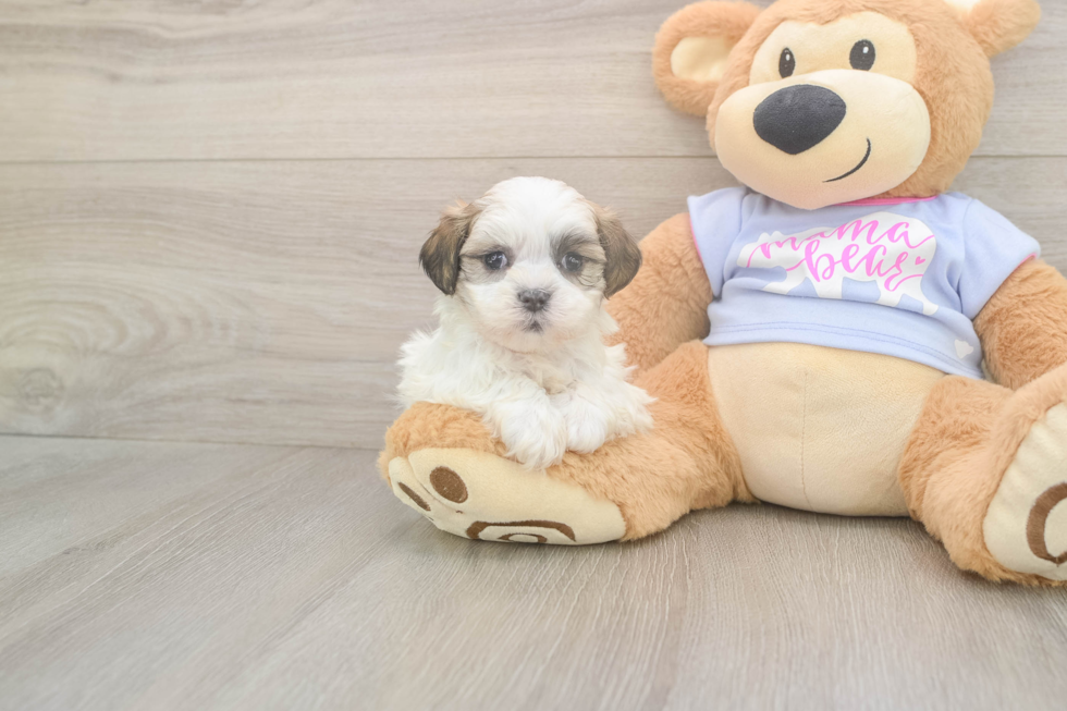 Meet Monica - our Teddy Bear Puppy Photo  2/3 - Pilesgrove Pups Teddy Bear Puppy for Adoption