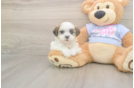 Meet Monica - our Teddy Bear Puppy Photo  2/3 - Pilesgrove Pups Teddy Bear Puppy for Adoption