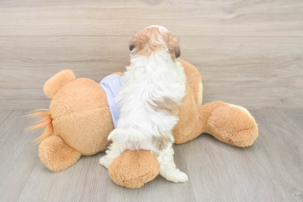 Meet Monica - our Teddy Bear Puppy Photo  3/3 - Pilesgrove Pups Teddy Bear Pup Being Cute