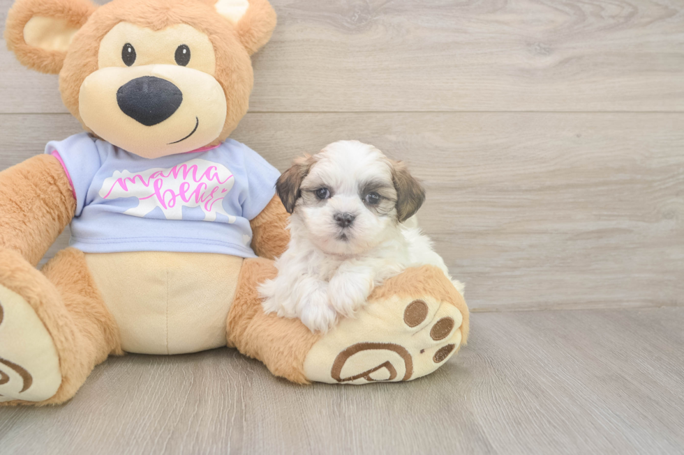 Meet Monica - our Teddy Bear Puppy Photo  1/3 - Pilesgrove Pups Smart Teddy Bear Designer Pup