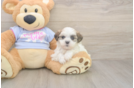 Meet Monica - our Teddy Bear Puppy Photo  1/3 - Pilesgrove Pups Smart Teddy Bear Designer Pup