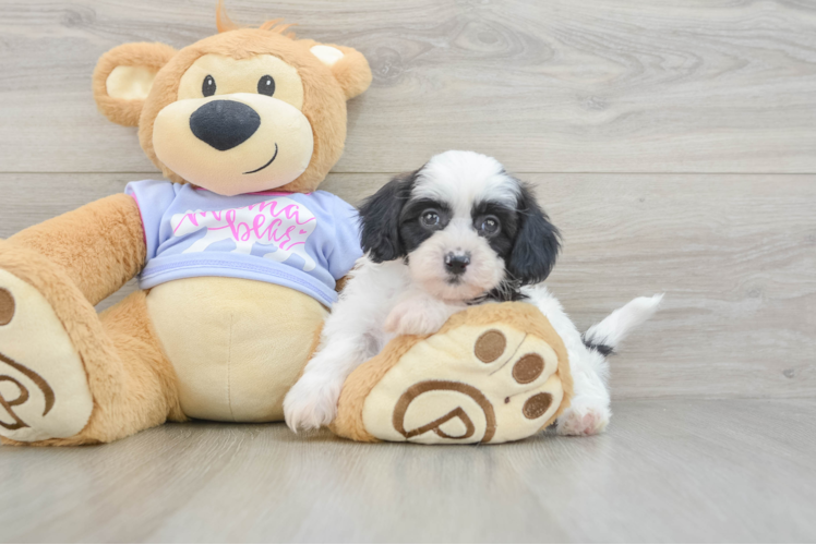 Teddy Bear Puppy for Adoption