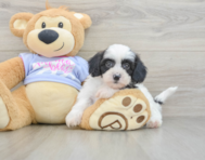 5 week old Teddy Bear Puppy For Sale - Pilesgrove Pups